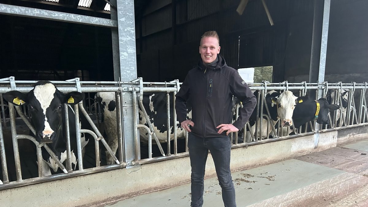 Raoul in de stal met zwartbond koeien