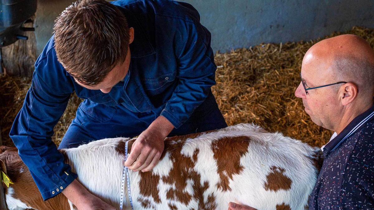 Quality Calf 06 Coen Jurgen kalf meten