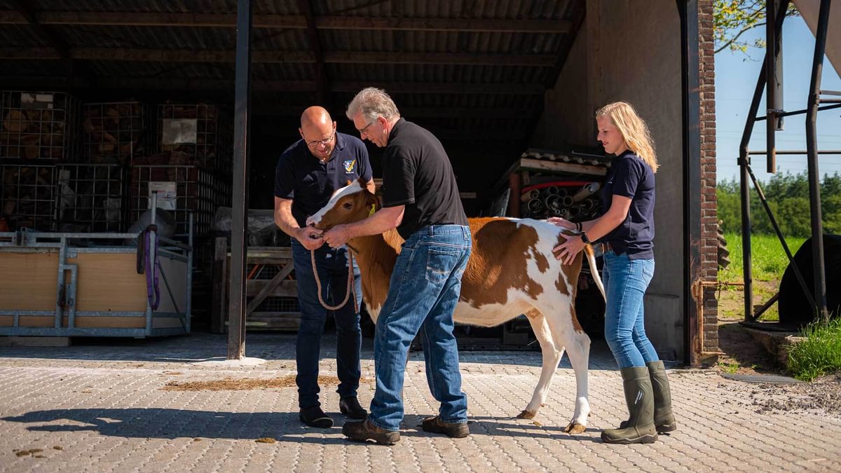 Quality Calf 13 Jurgen Anne boer kalf erf