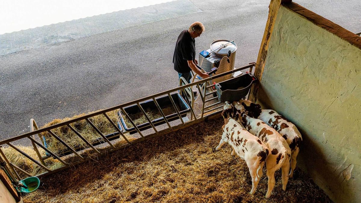 Quality Calf 24 Boer Melktaxi kalveren drinken