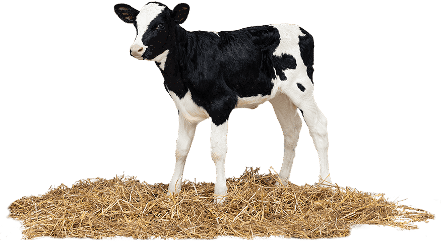 Quality Calf kalf isolated Staand