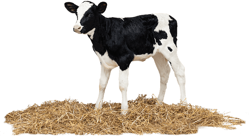 Quality Calf kalf isolated Staand