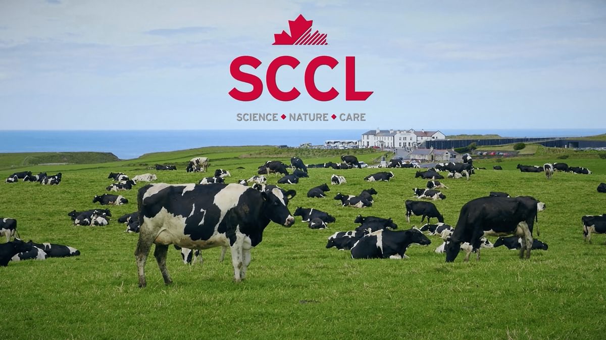 Screenshot sccl