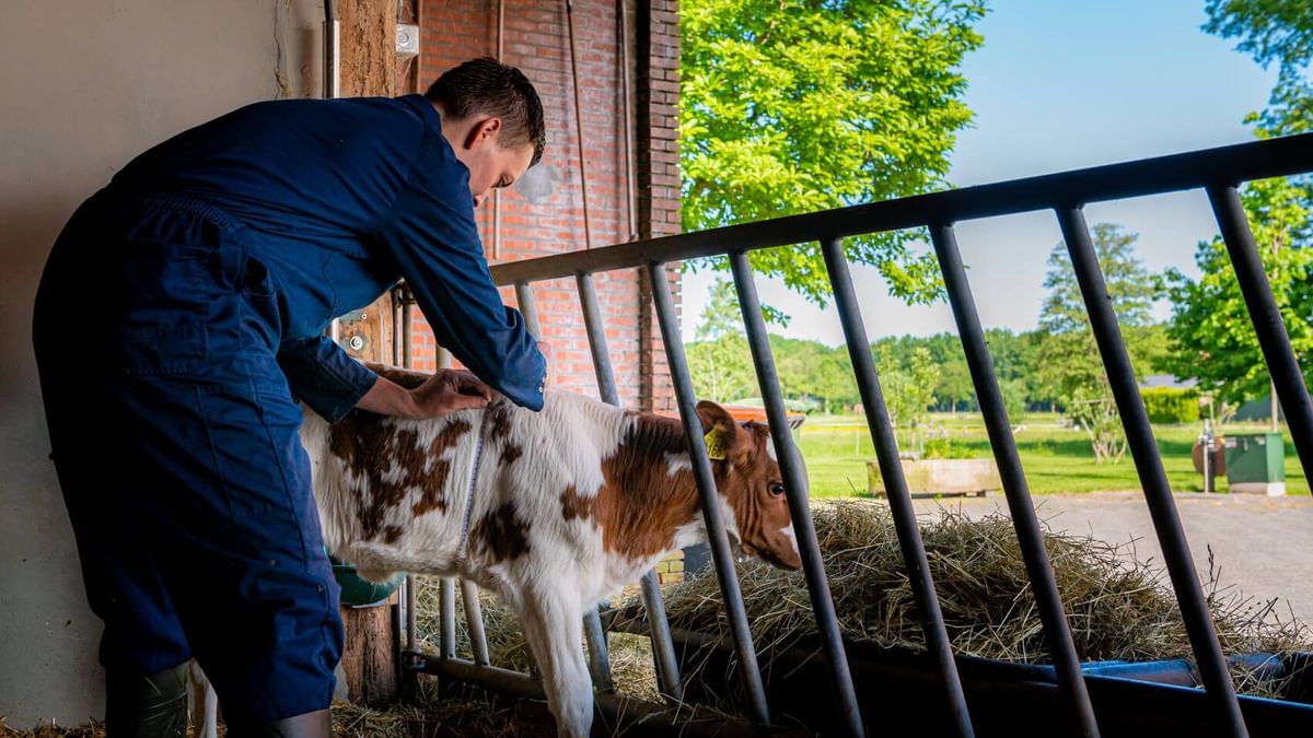 Waarom quality calf